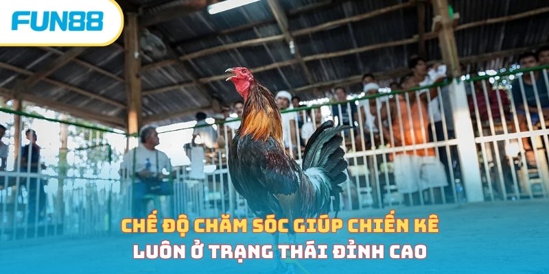 Cách Nuôi Gà Đá - Bí Quyết Nuôi Chiến Kê Hiệu Quả Nhất 2026 Tắm nắng và om bóp trong cách nuôi gà đá