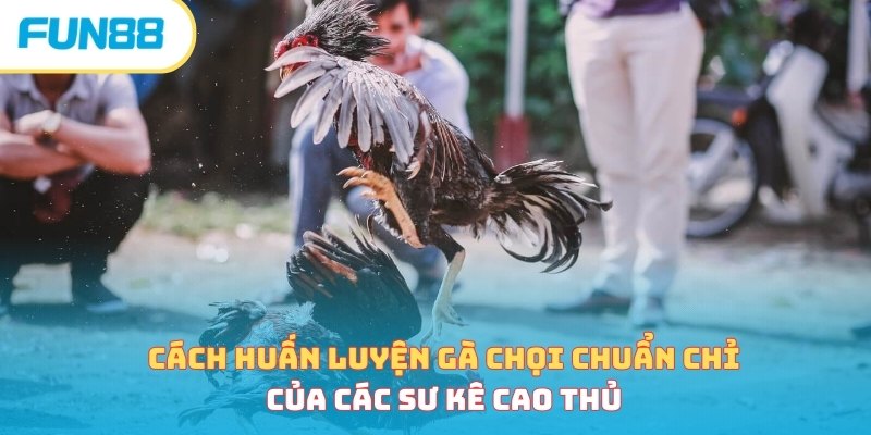 Cách Nuôi Gà Đá - Bí Quyết Nuôi Chiến Kê Hiệu Quả Nhất 2026 Huấn luyện thể lực trong cách nuôi gà đá